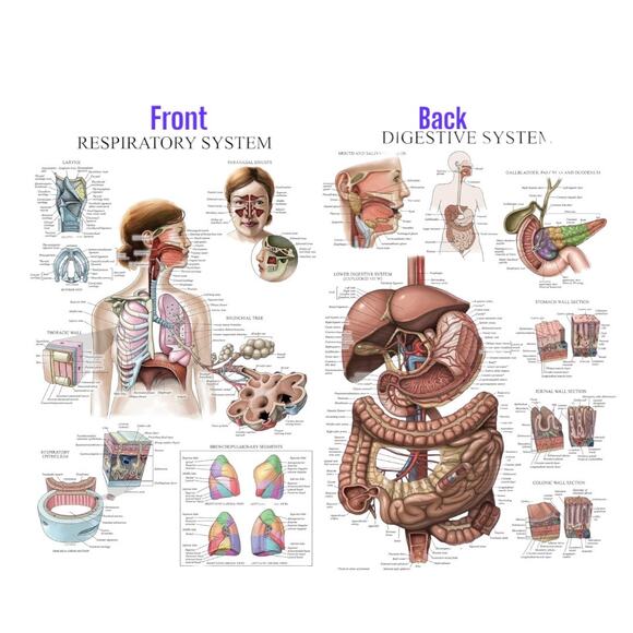 Laminated Anatomy Poster digestive system - Respiratory System lung Poster - Picture 1 of 3